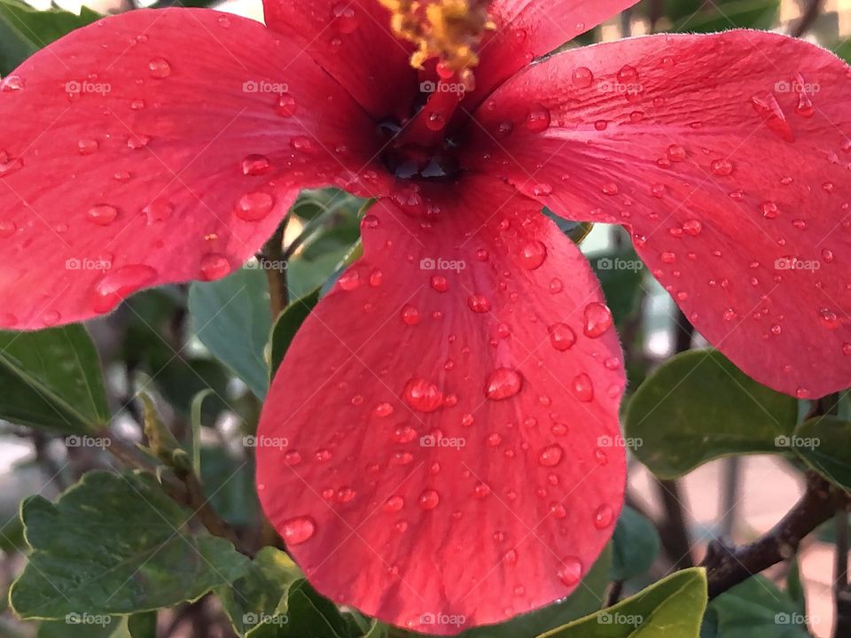 Beautiful red flower 