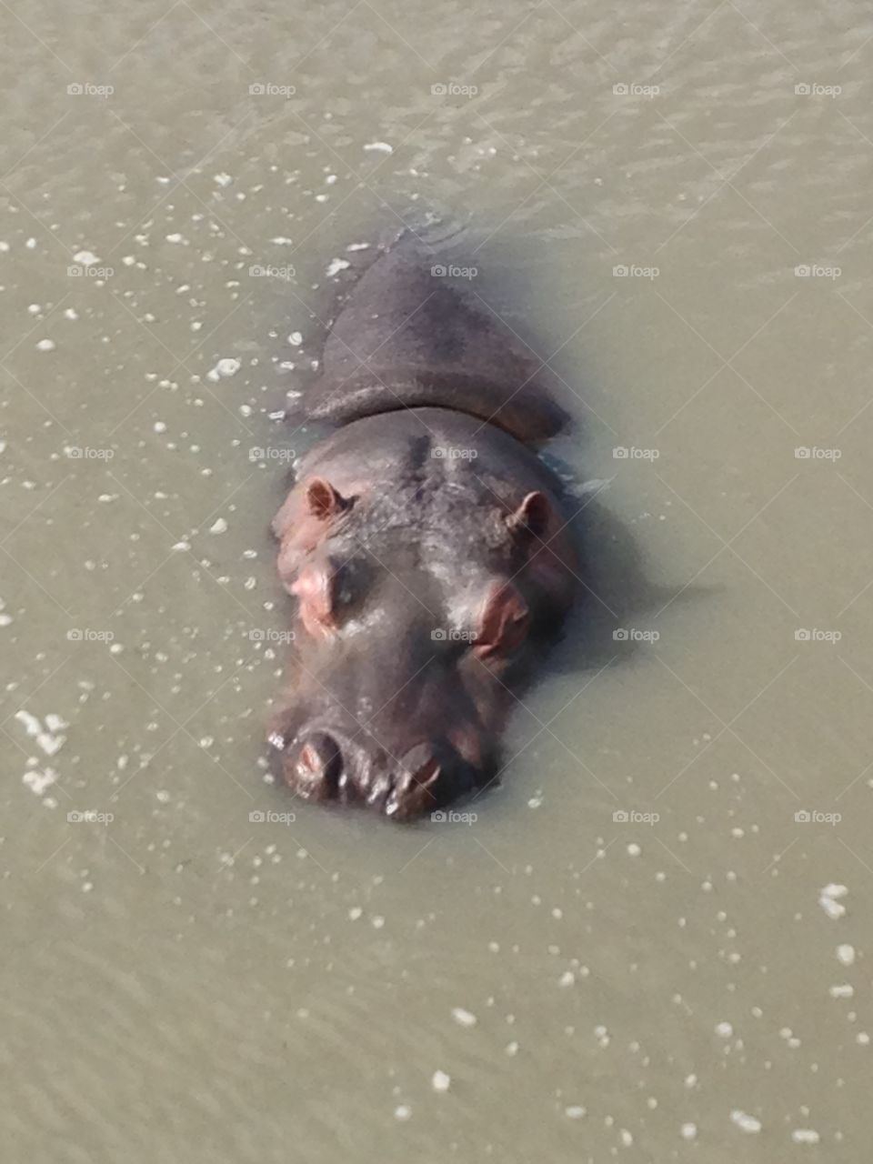 Hippopotamus 