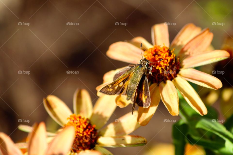 Yellow Flowers with Butterfly 