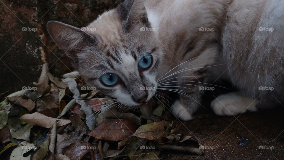 Gato brincando com uma lagartixa, rosnando e tentando come-la.