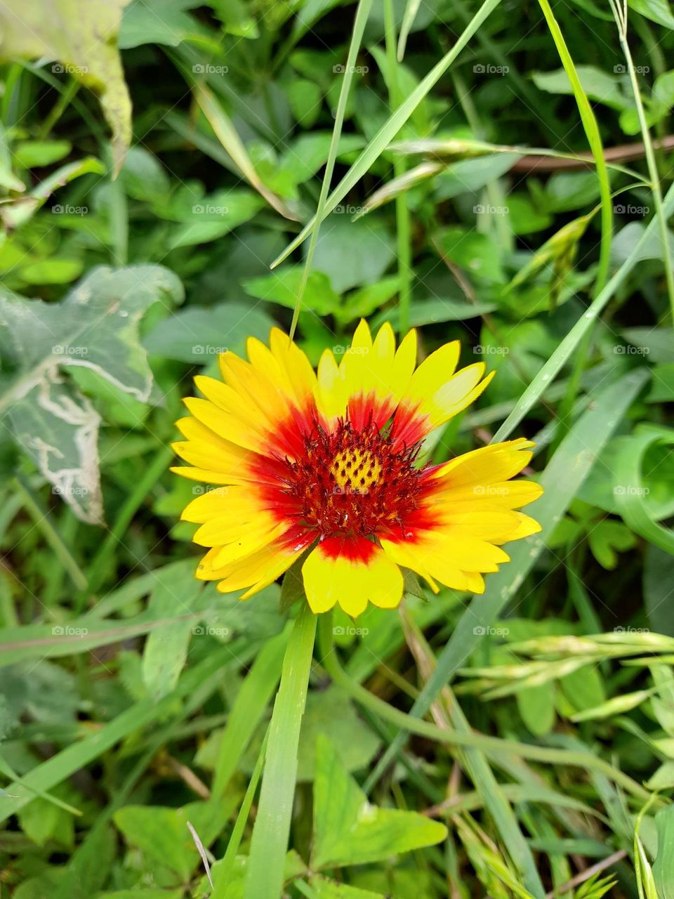 Gaillardia pulchella , firewheel