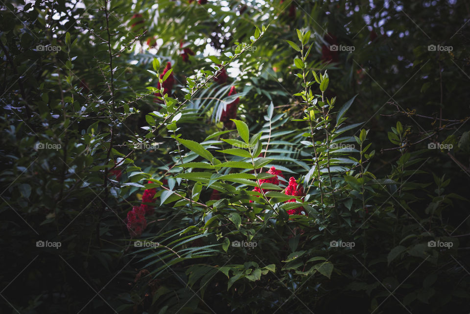 Natural raw flowers in the green forest 