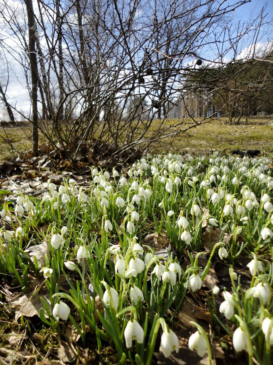 spring flowers growing in the ground