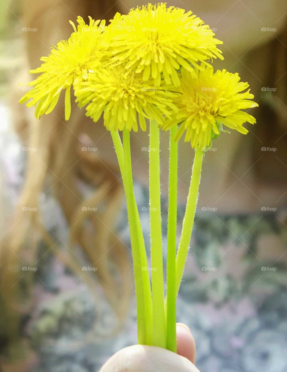 Dandelions in a hand of a girl