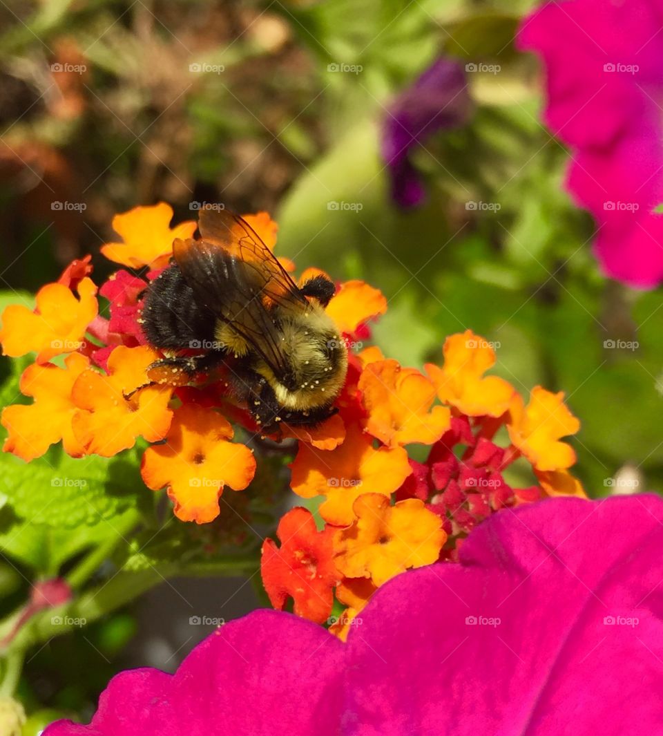 Pollen scattered on bumblebee 