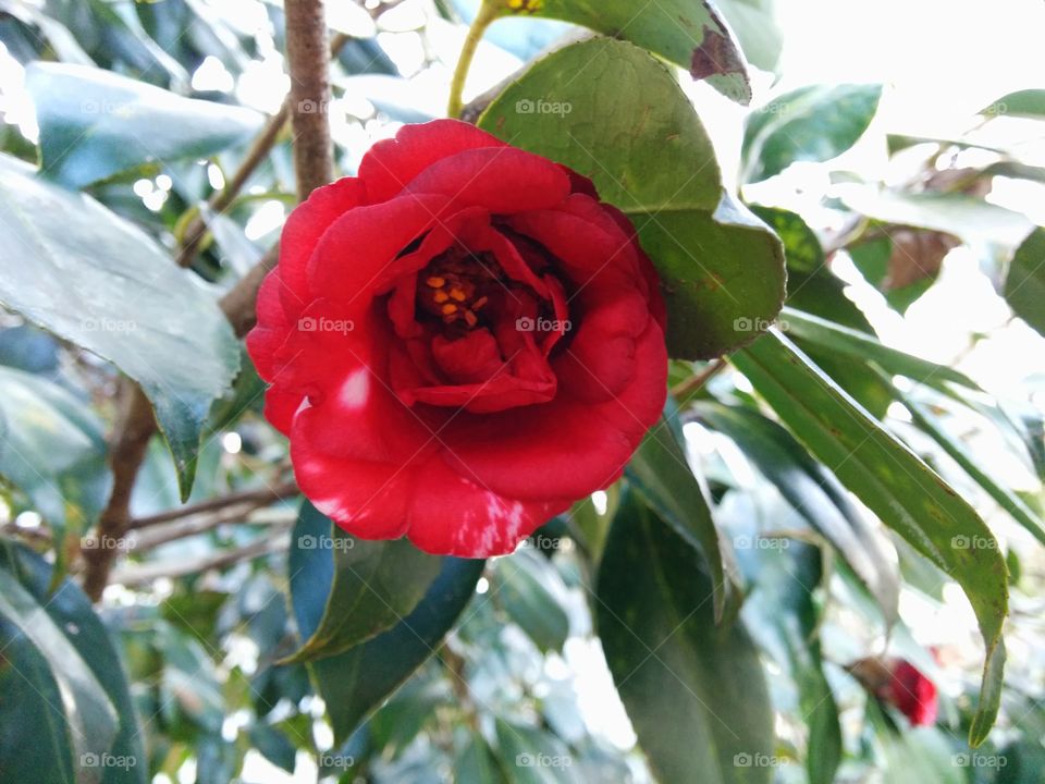 Red and White Camellia