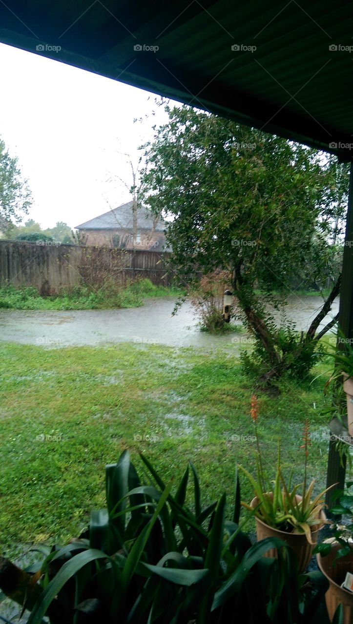 Tree, Wood, Garden, Nature, Landscape