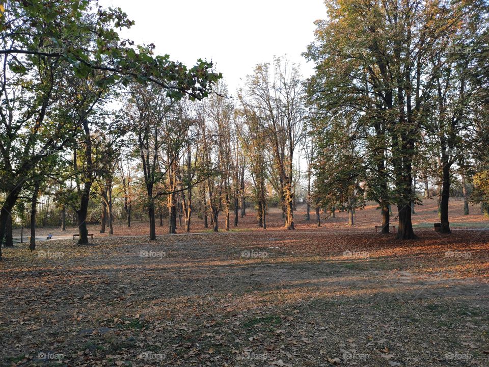 Fortress Kovin forest in autumn