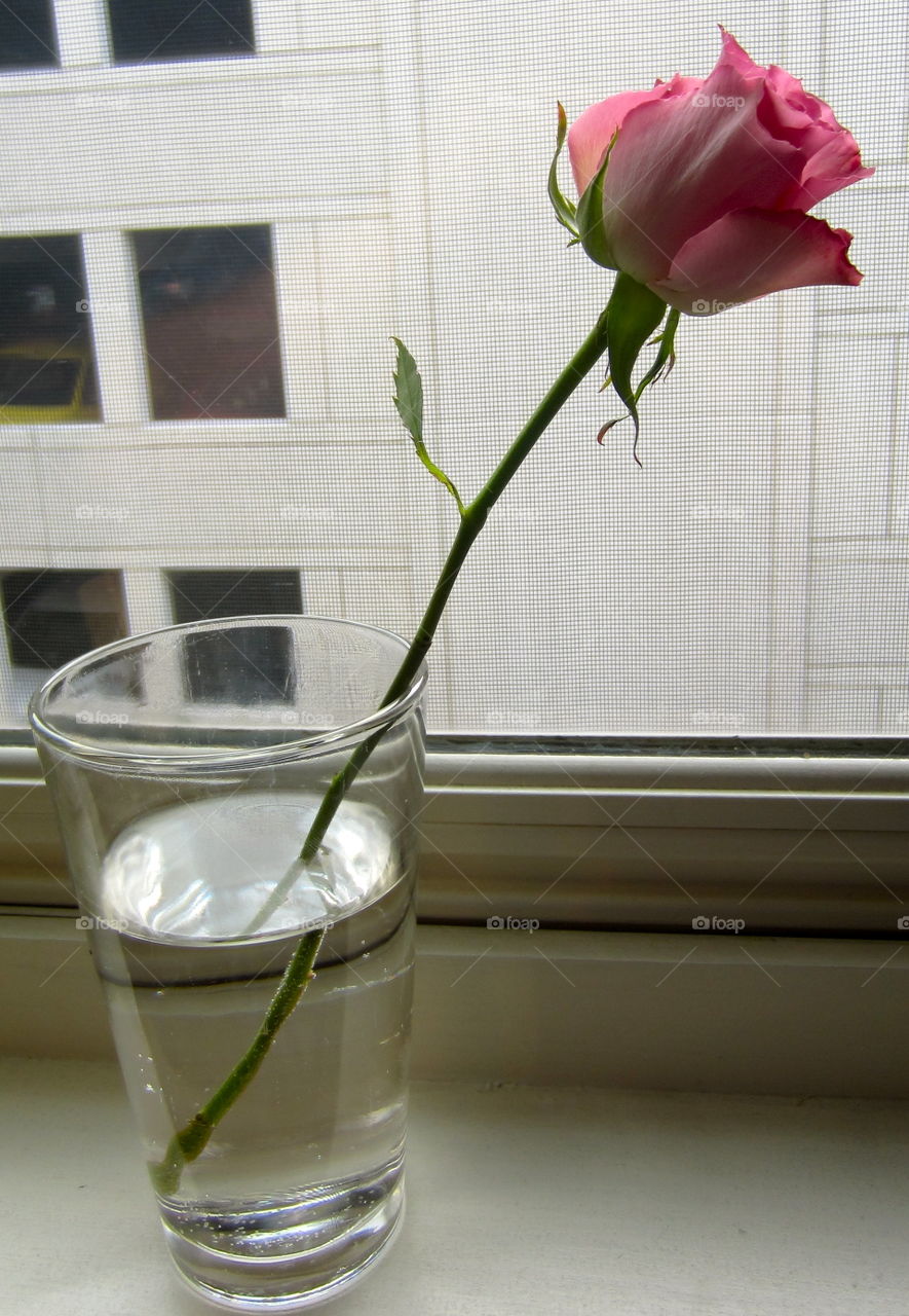 Flower, No Person, Vase, Still Life, Nature