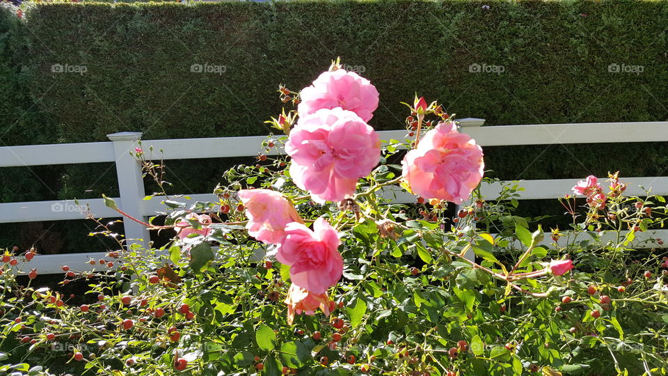 pink roses