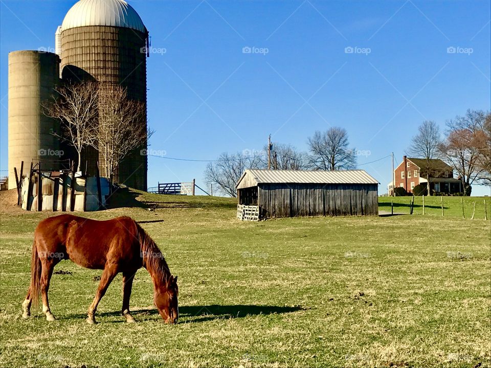 Silo & Horse