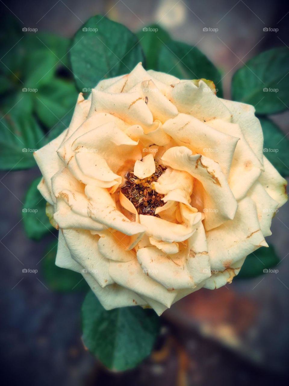 Floral photography  - white rose