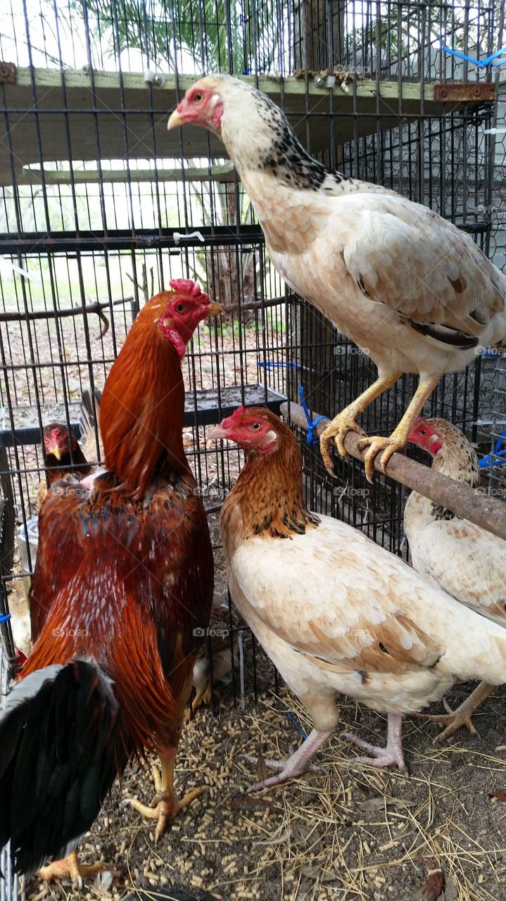 Malay Gamefowl Chickens