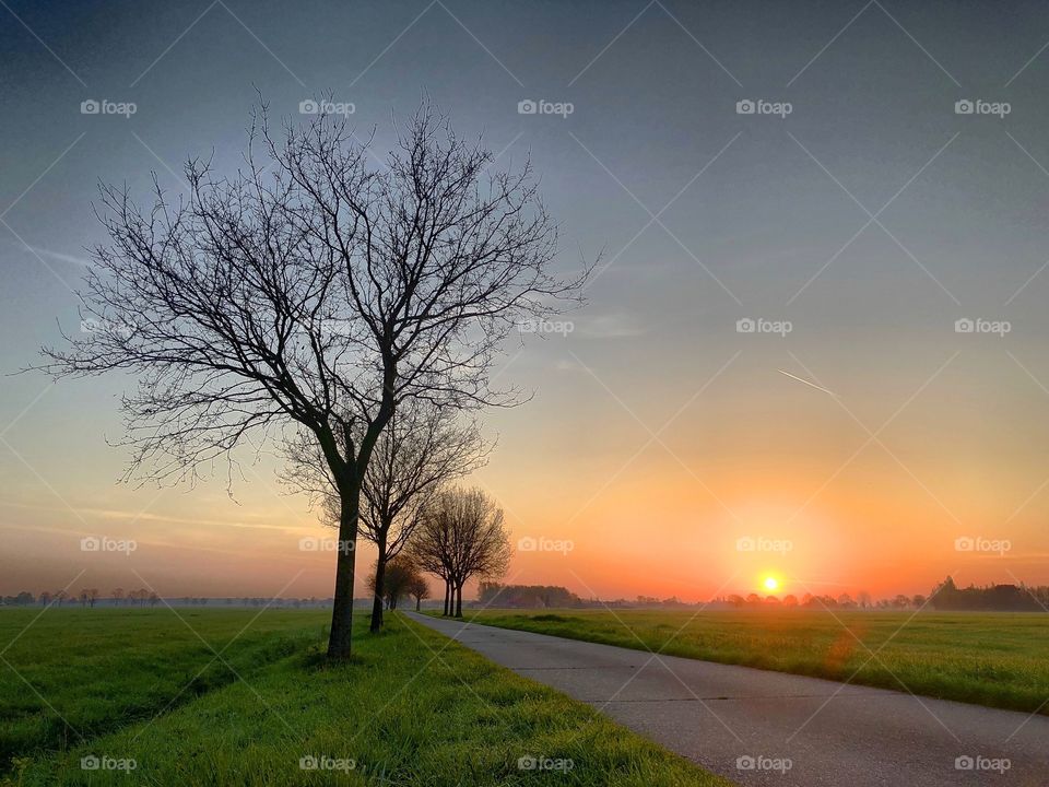 Bare trees lining a Countryside Road between the farmfields underneath a warm and colorful sunrise 