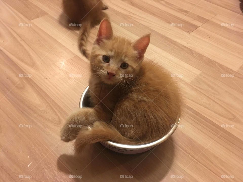 Cute Cat In a Cup