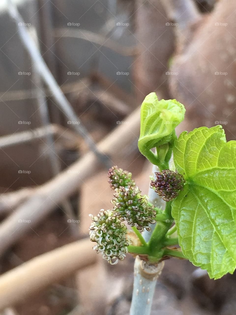 Mulberry bush fruit berry budding