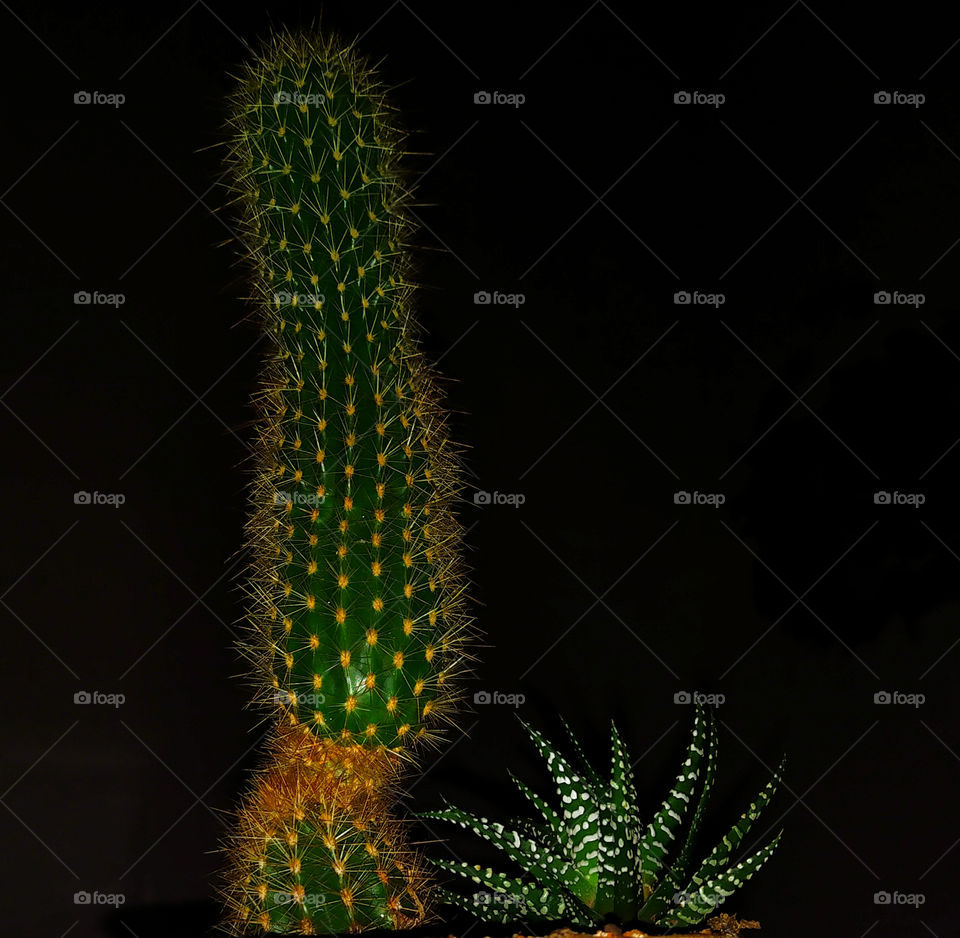Cactus