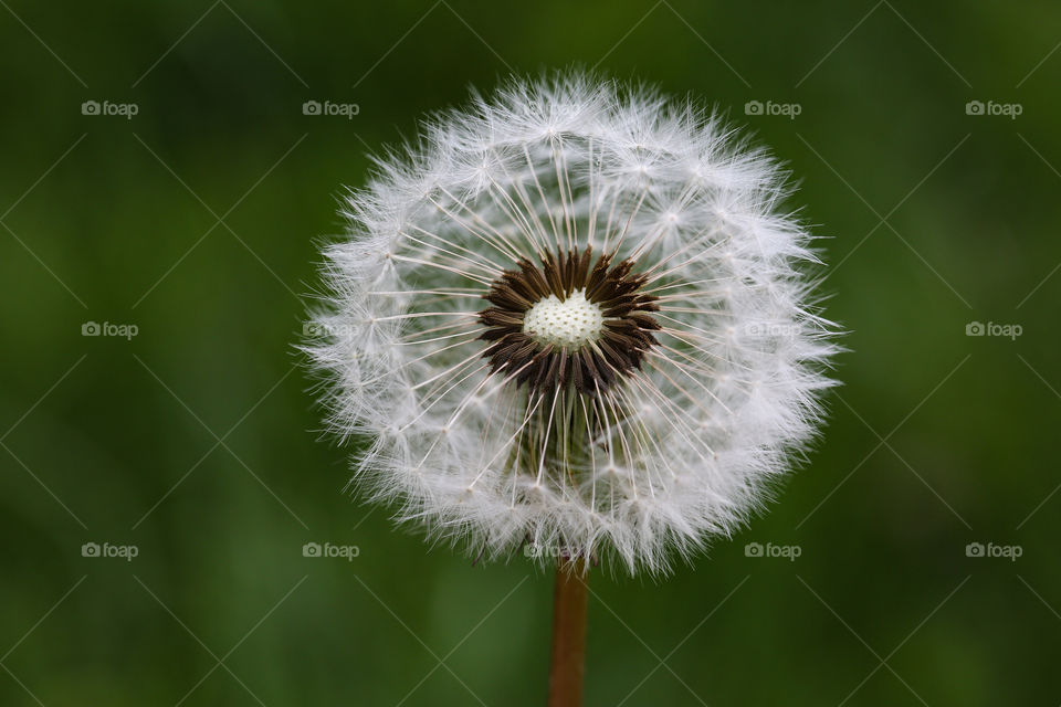 Dandelion 