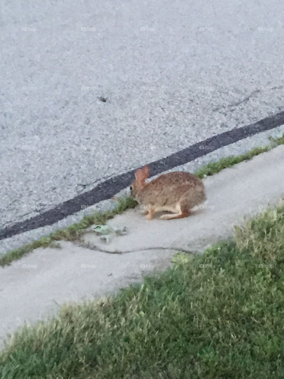 Rabbit Eating . A rabbit eating grass.