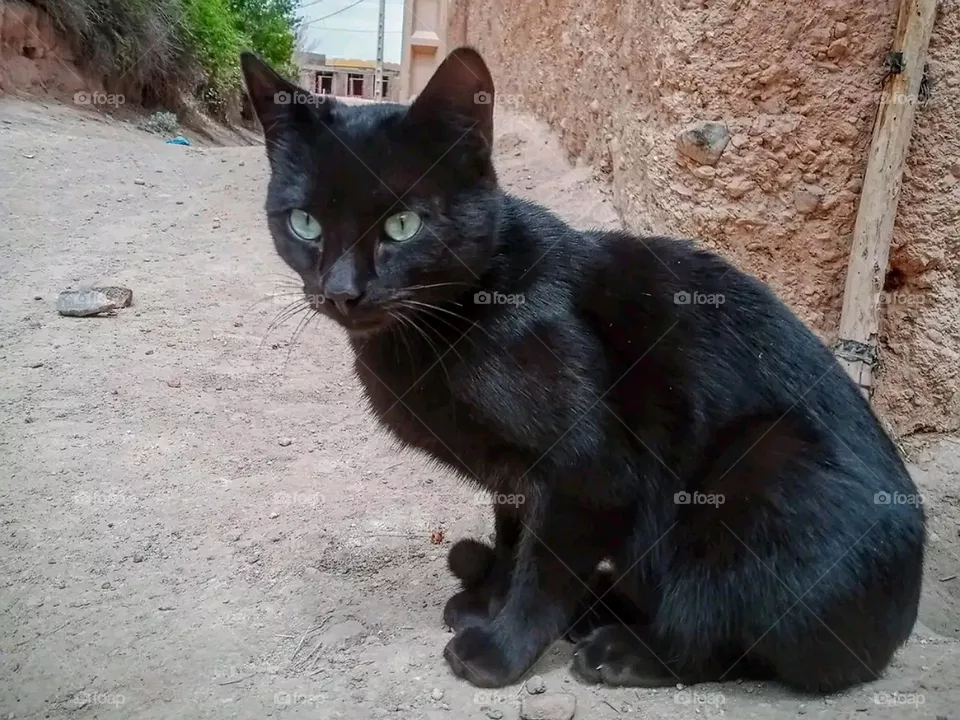 cat in my city