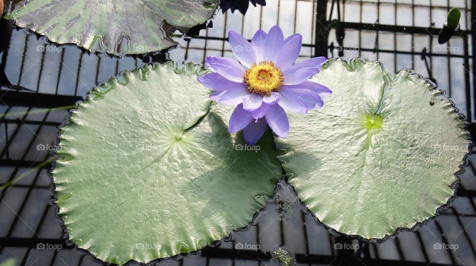 Purple water lily blooming on the pond