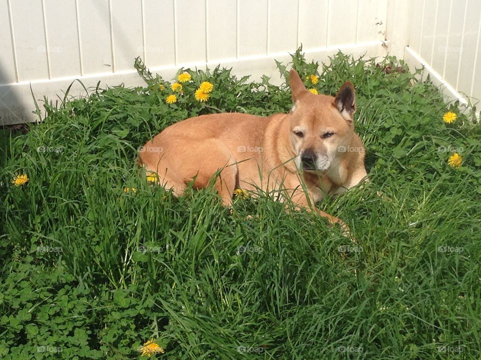 My dog in the grass