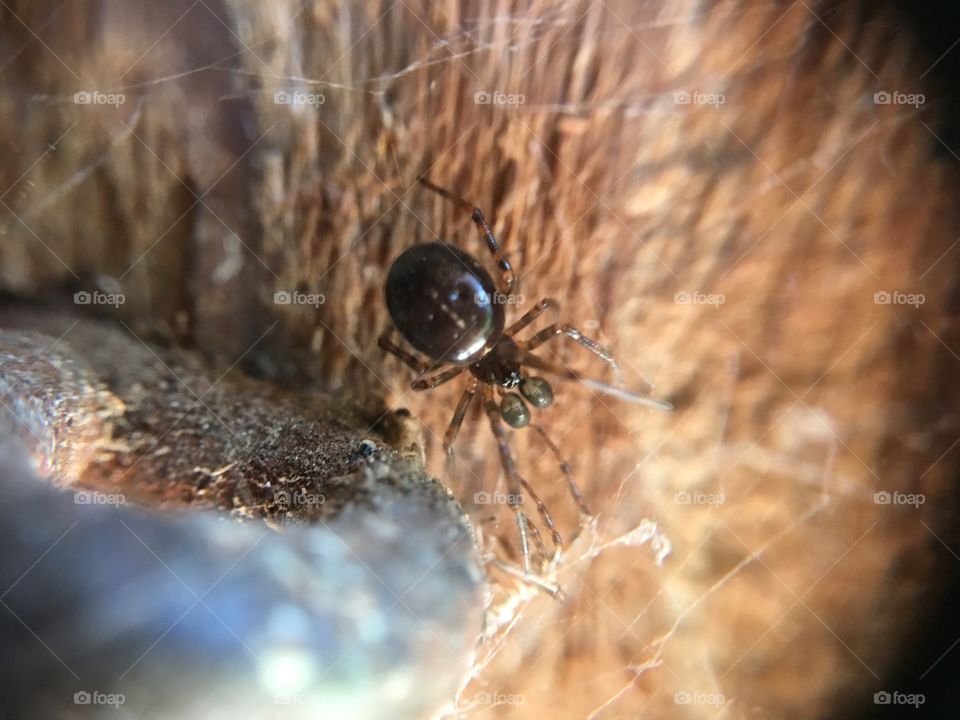 Tiny spider in shed door