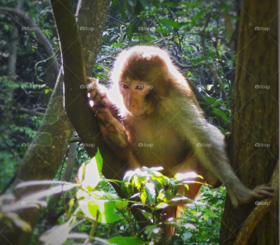 the elf in the forest