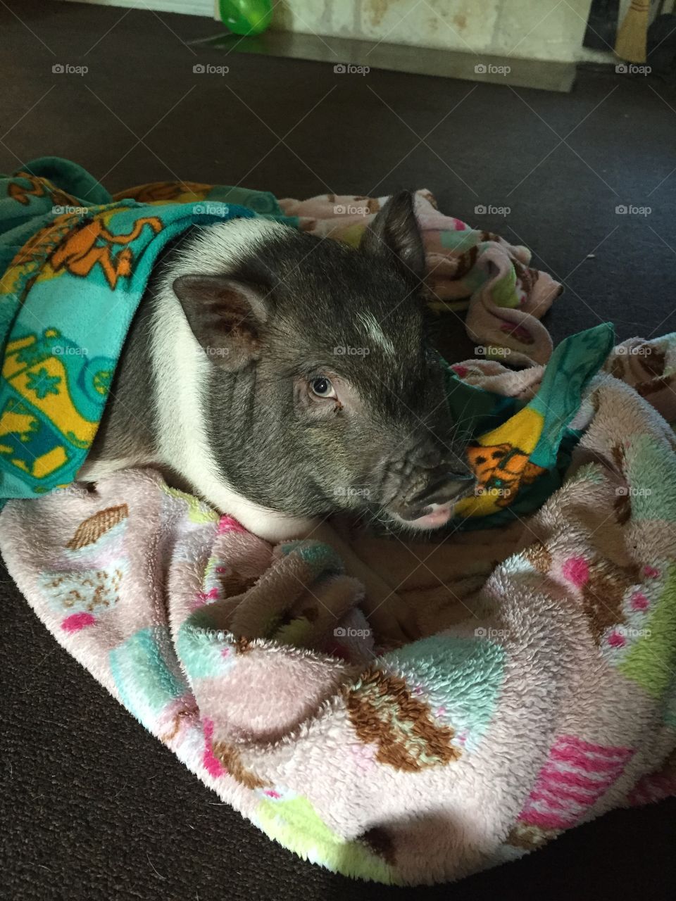 Pig in a blanket. Our potbelly pig, Truffles loves blankets!