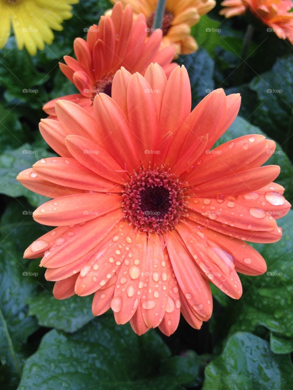 Pink gerbera daisy