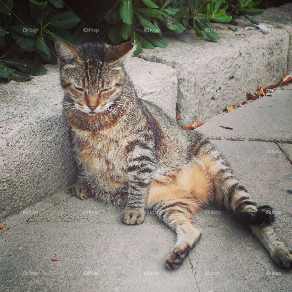 The sitting cat 😂