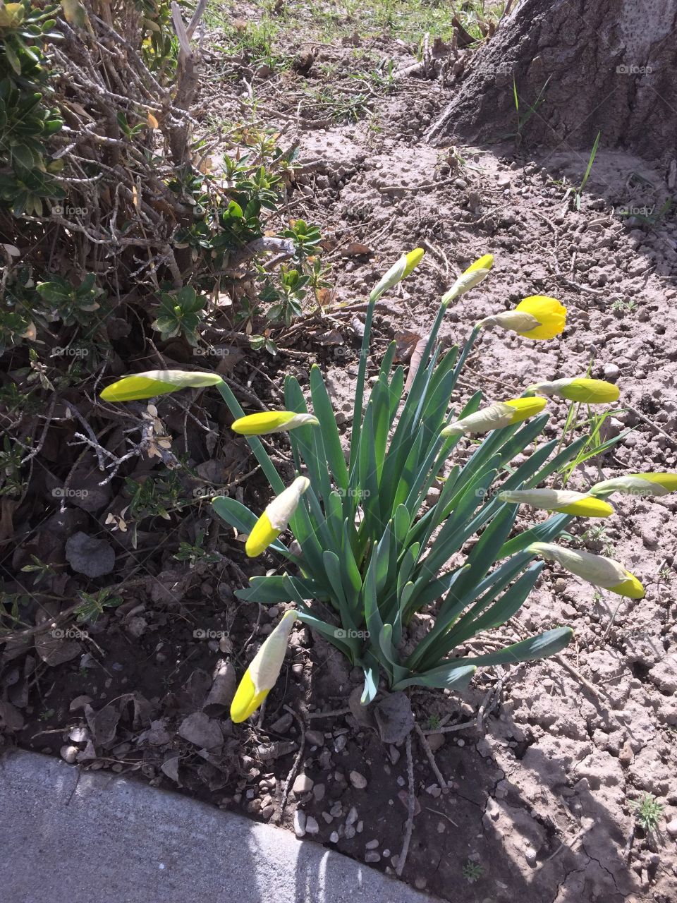 Blooming Garden Daffodils 