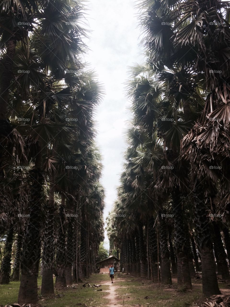Sugar palm