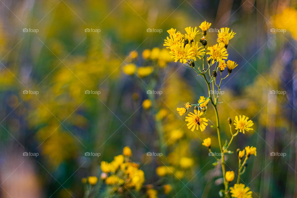 Wild yellow flowers