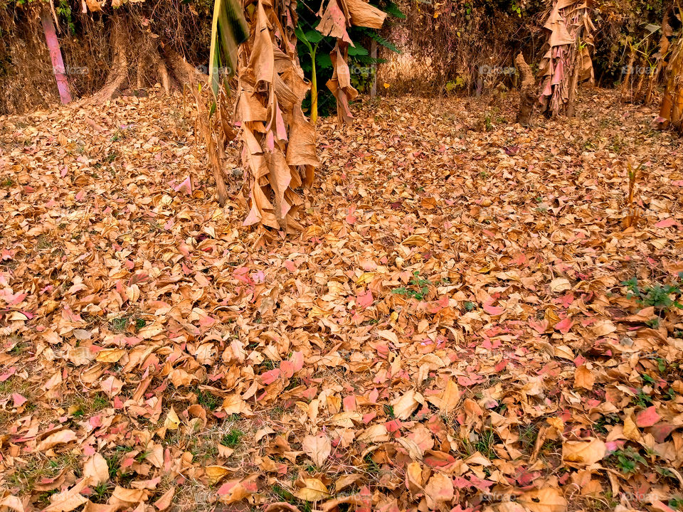 Dried leaves during winter