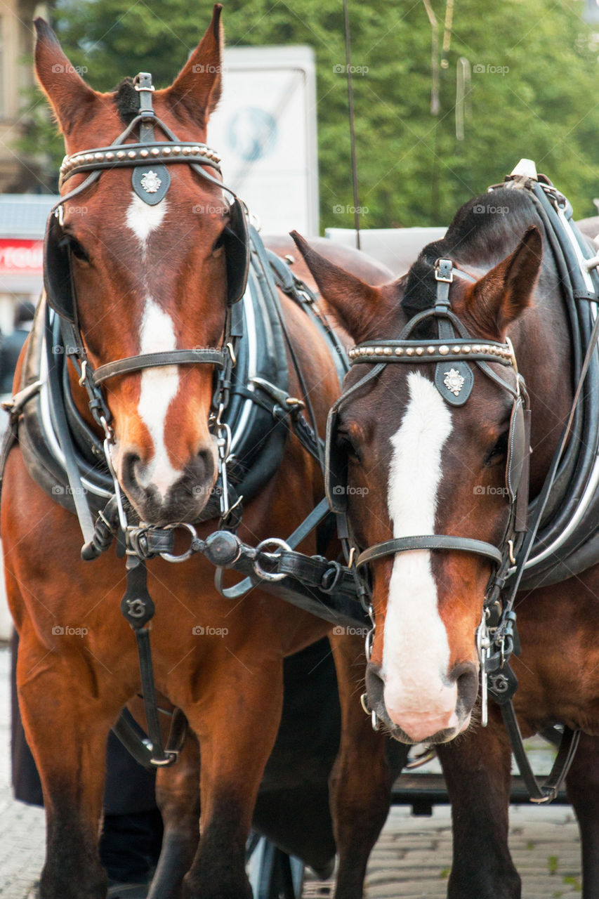 View of horses in Prague