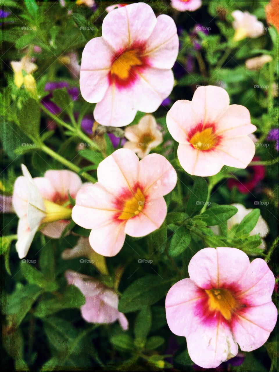 Flax Flowers - pink flowers with red and yellow centers