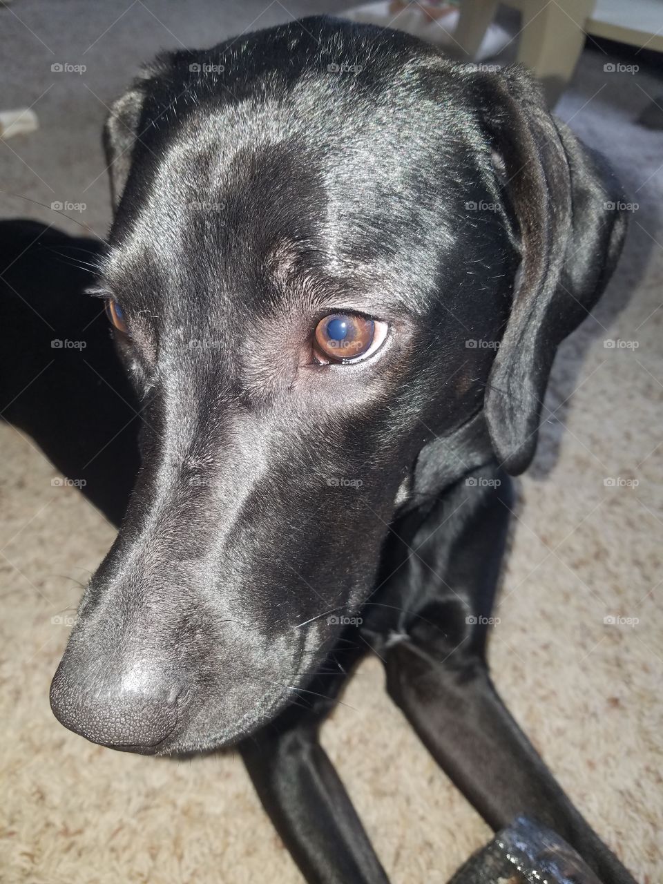 one year old labrador