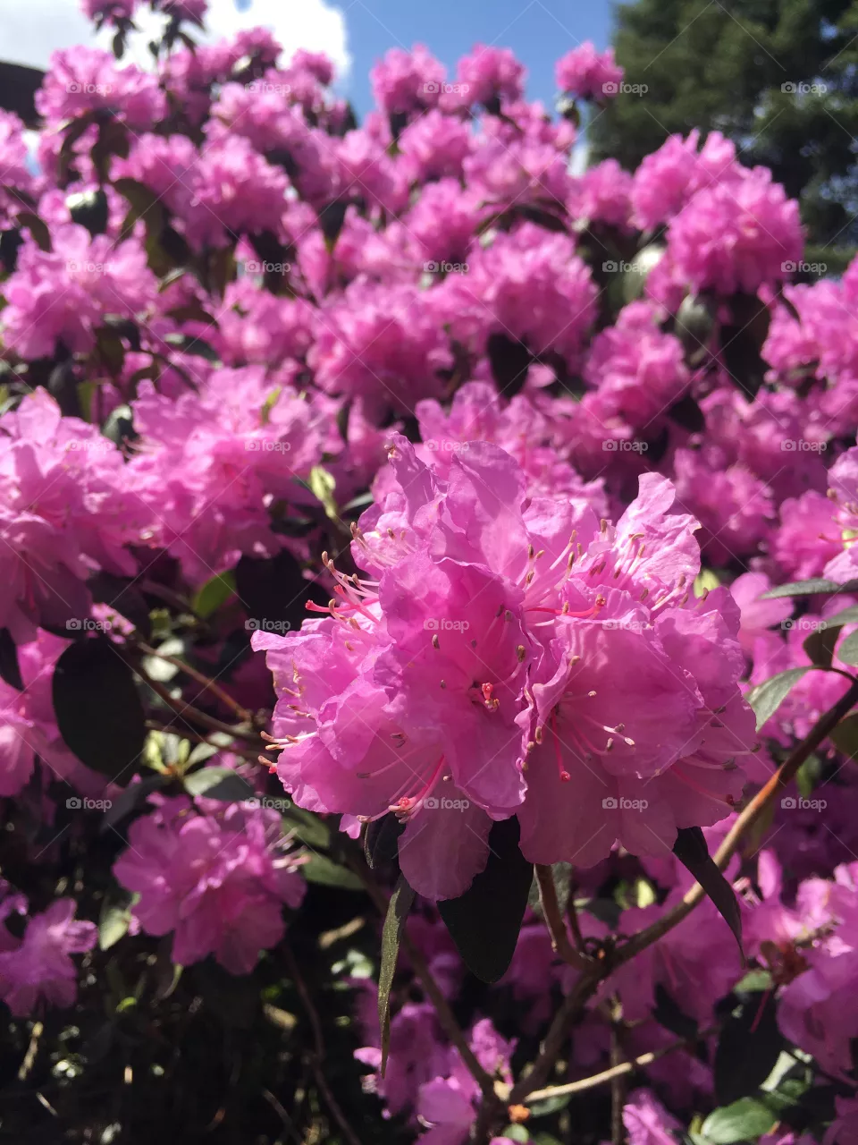 Flowers 