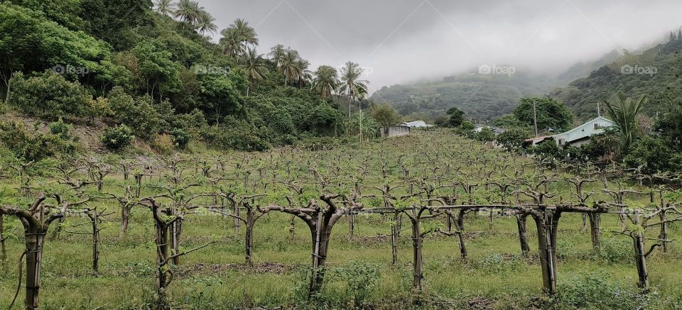 The planting process of Taitung Sakyamuni