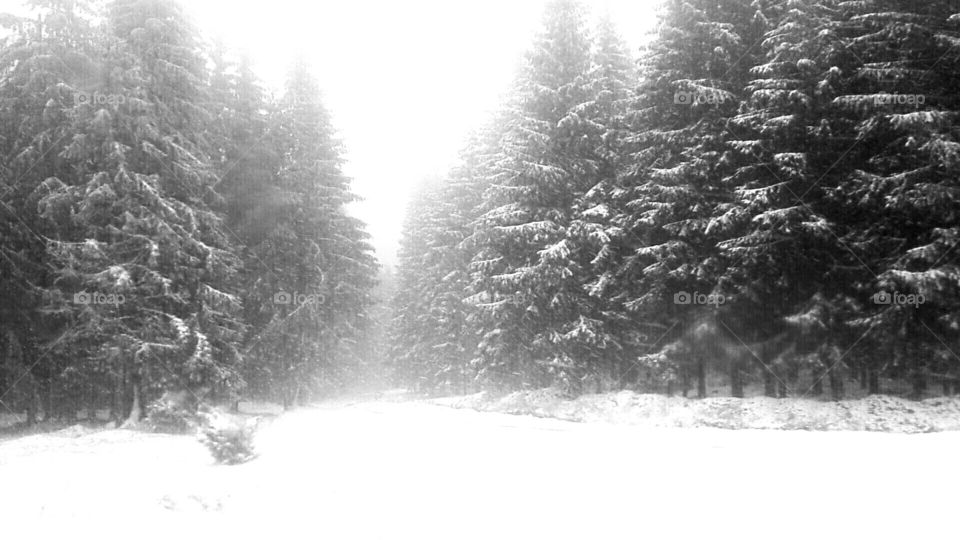 Winter. Praid. Romania.