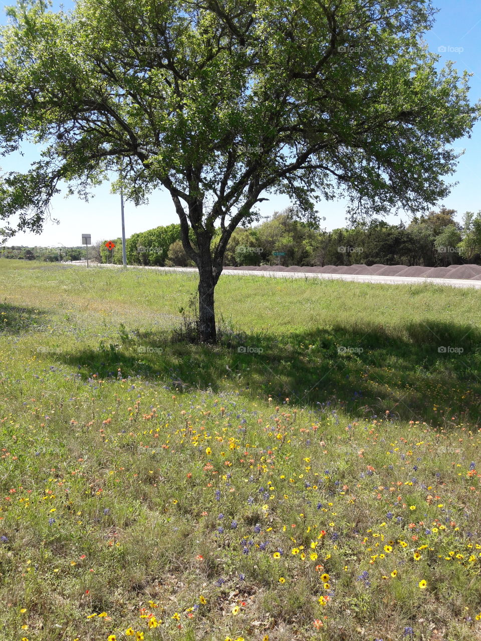Bluebonnet time.Brenham,TX.