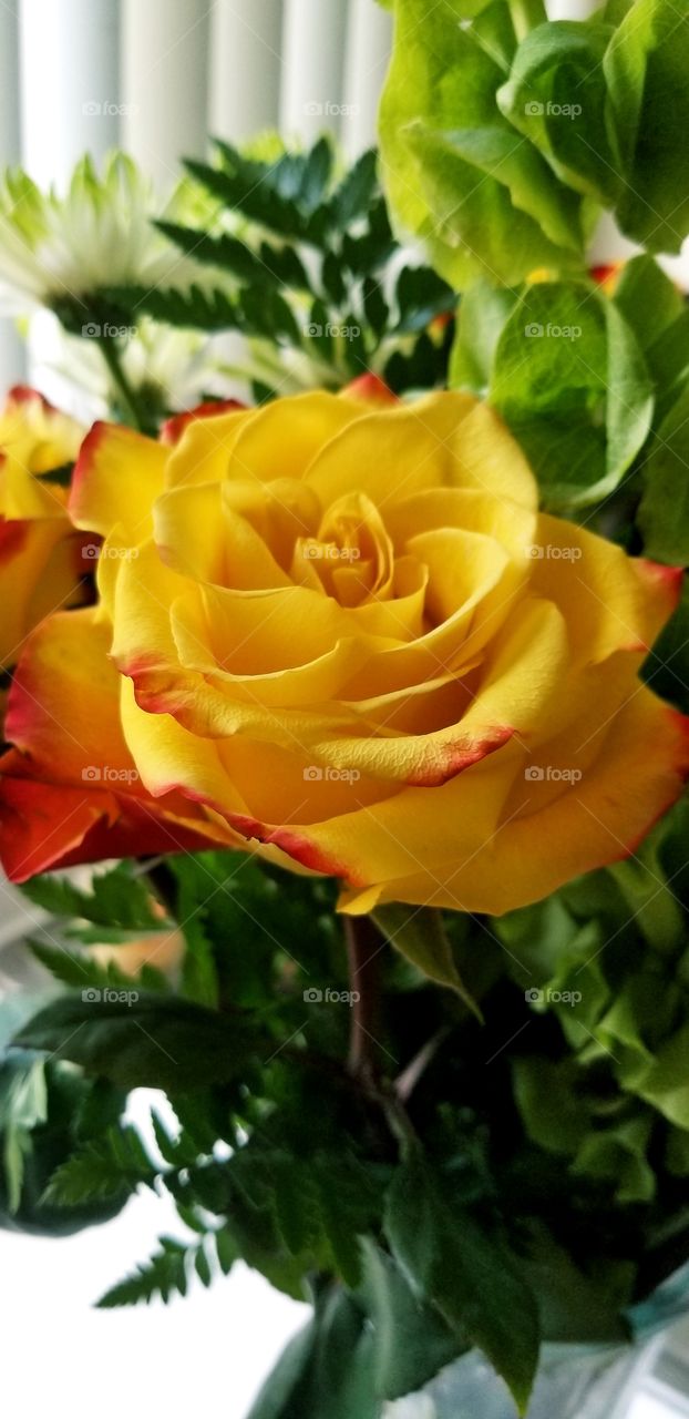 perfect blossomed rose