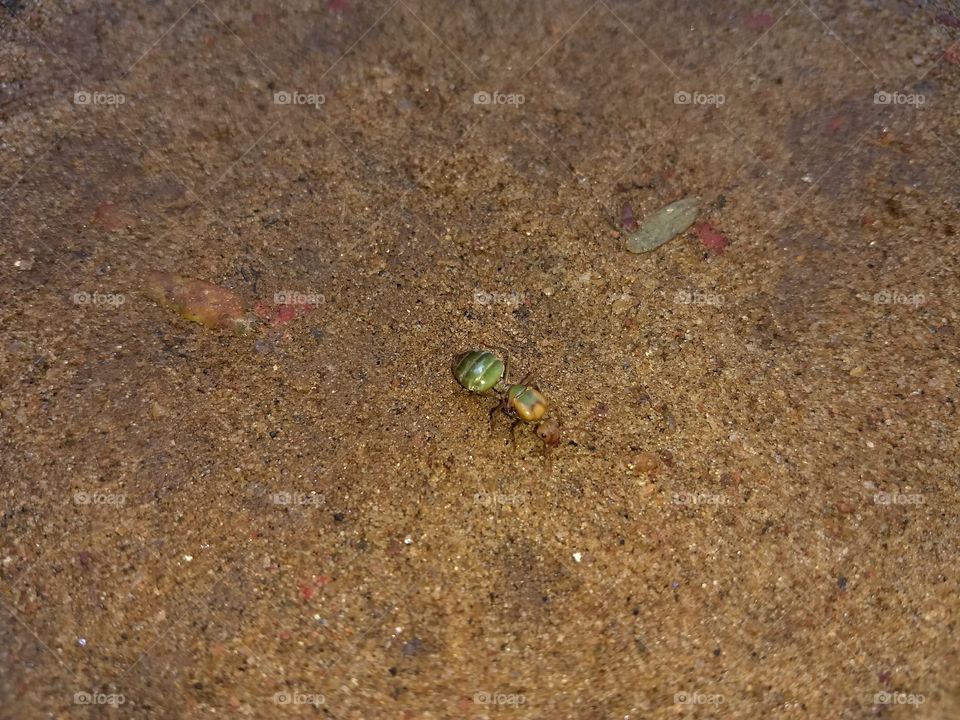 hybrid ant