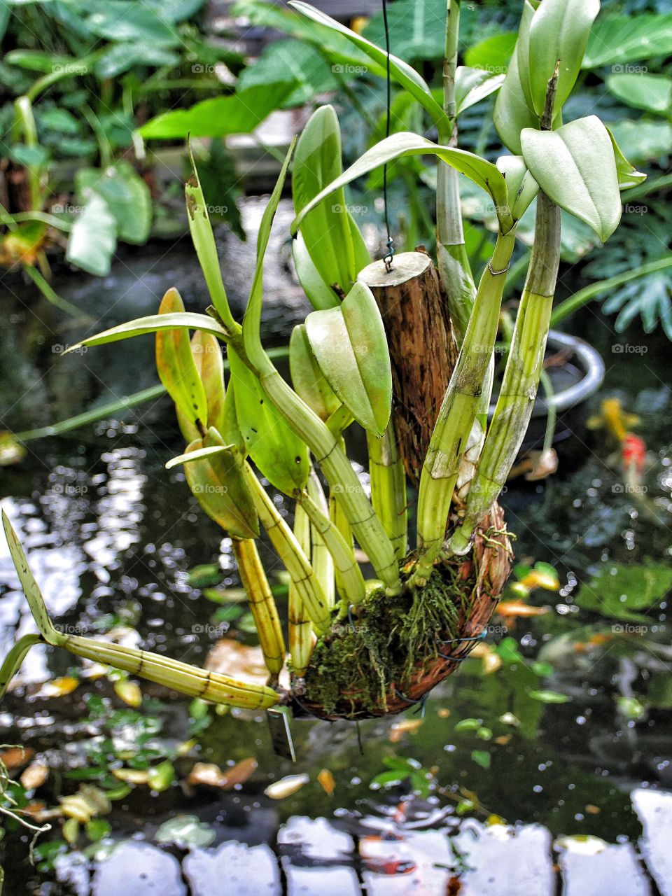 Tropical hothouse 