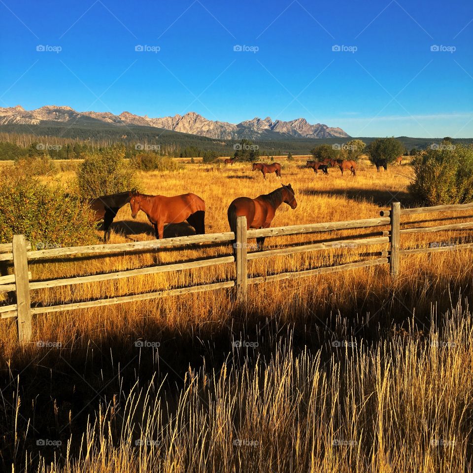  Horses in High Mountain Pasture 