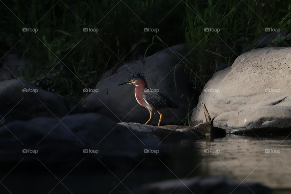 Green Heron