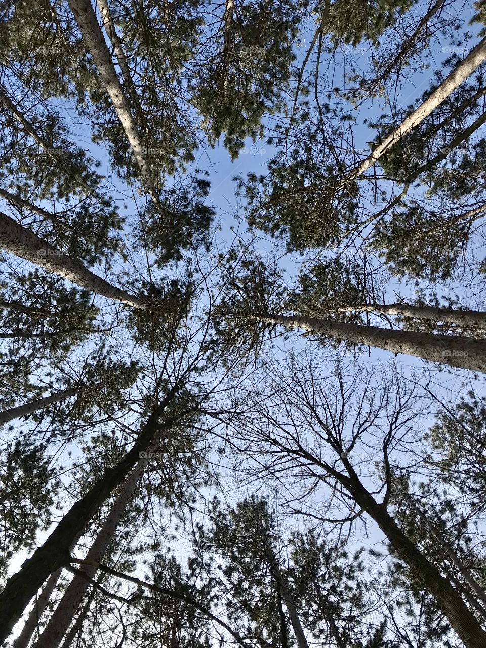 Ground view looking up at the sky