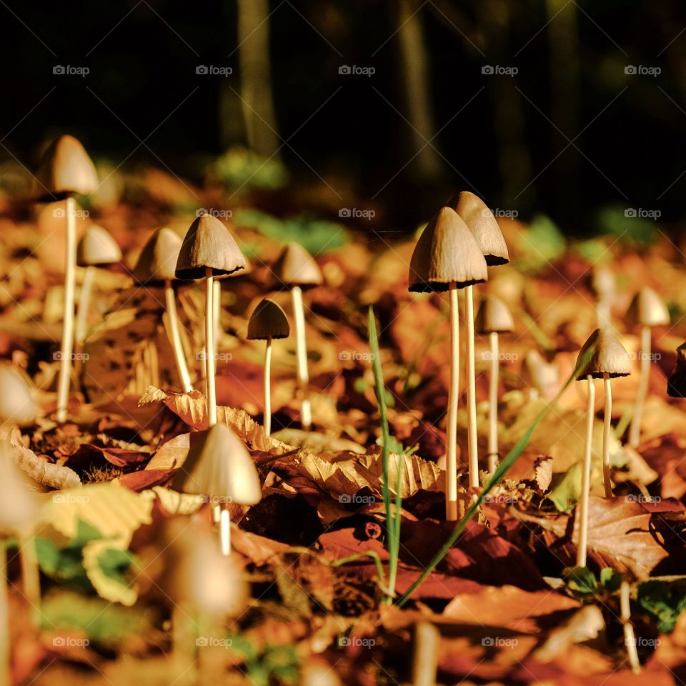 Fall, Mushroom, No Person, Wood, Nature