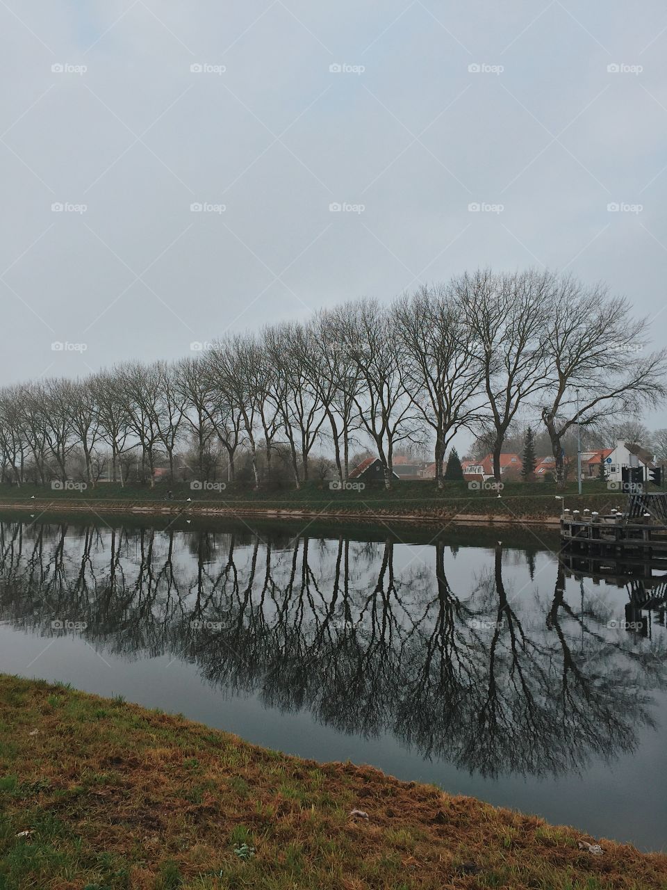 Reflection of bare trees on lake